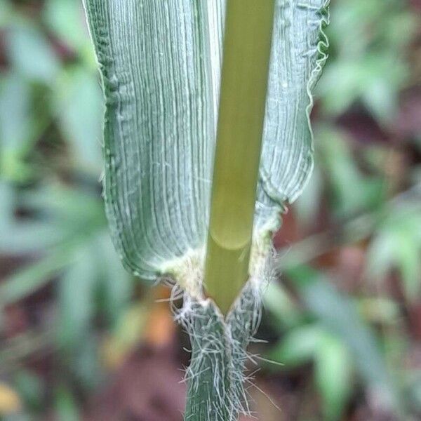 Paspalum paniculatum Folla