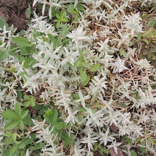 Cerastium semidecandrum Foglia