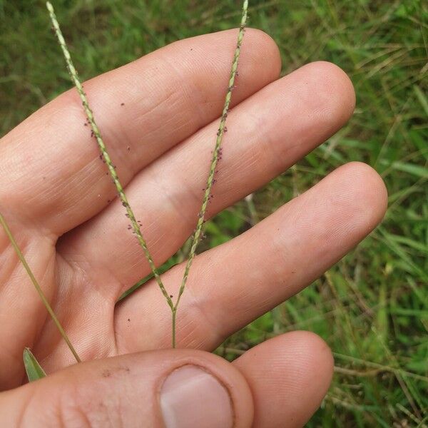 Axonopus fissifolius Fruit