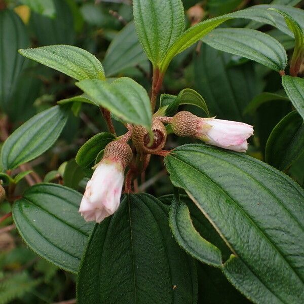 Melastoma malabathricum Blomma