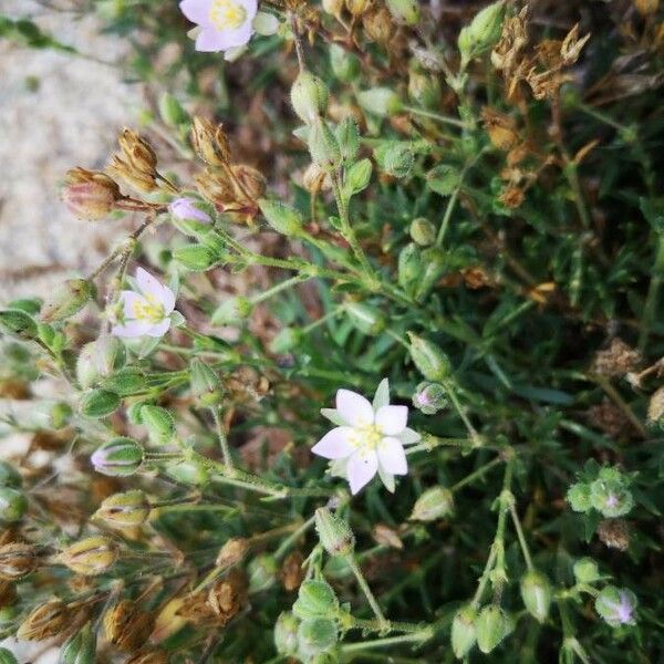 Spergularia marina Flower