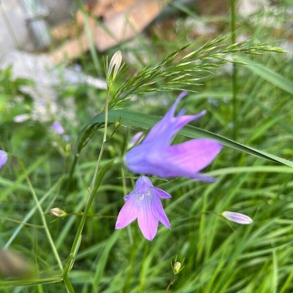 Campanula patula 花