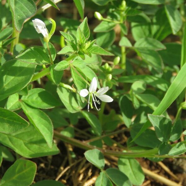 Cleome rutidosperma Levél