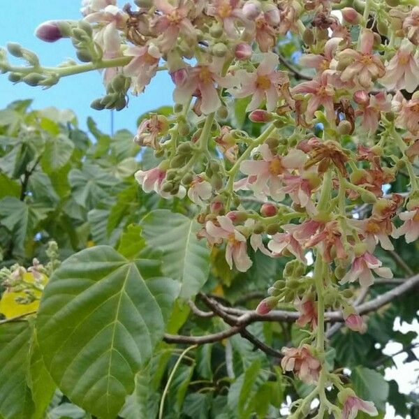 Anacardium occidentale Virág