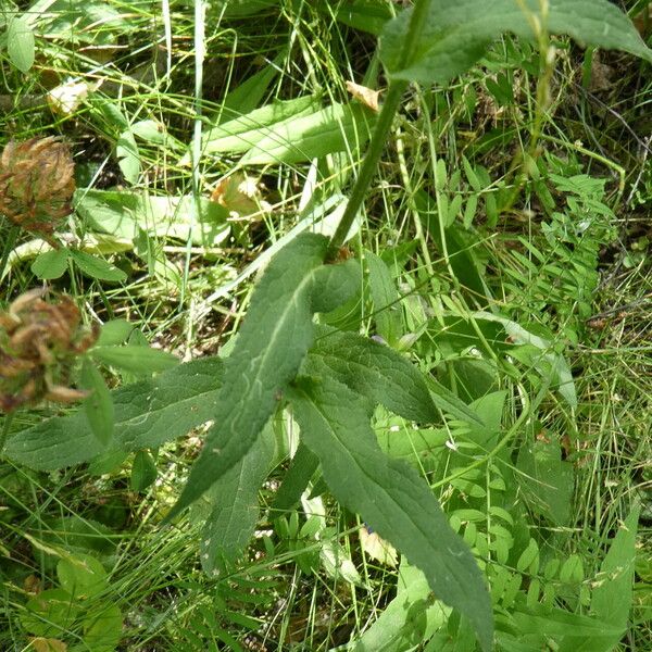 Knautia dipsacifolia 葉