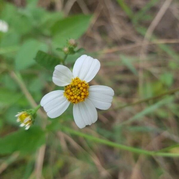 Bidens pilosa Květ