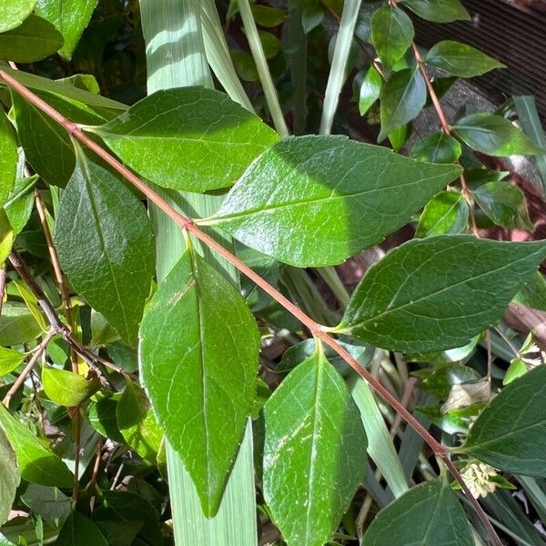 Abelia chinensis Frunză