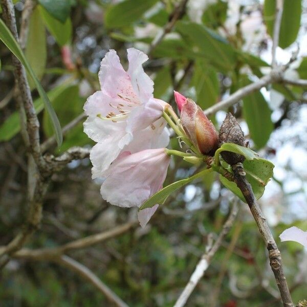 Rhododendron aureum Flower