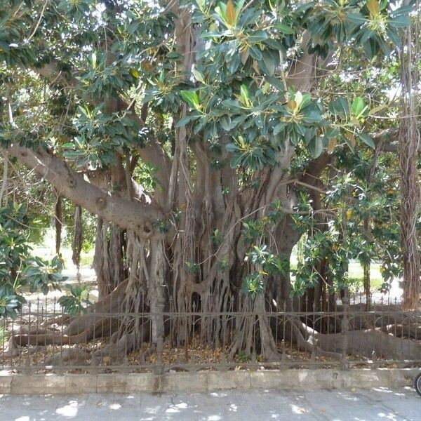 Ficus macrophylla Кора