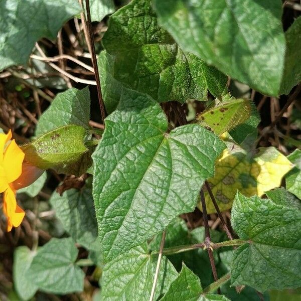 Thunbergia alata Foglia