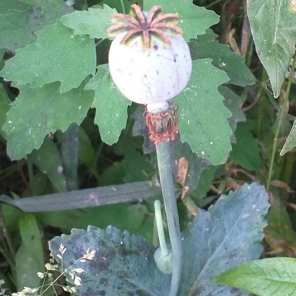 Papaver somniferum Frucht