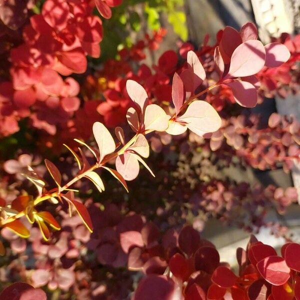 Berberis thunbergii Lapas