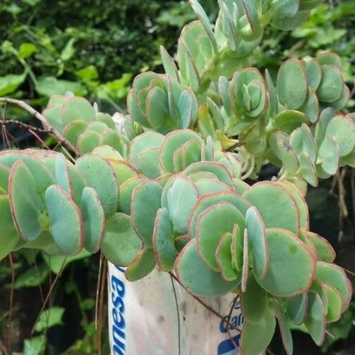 Kalanchoe marnieriana برگ