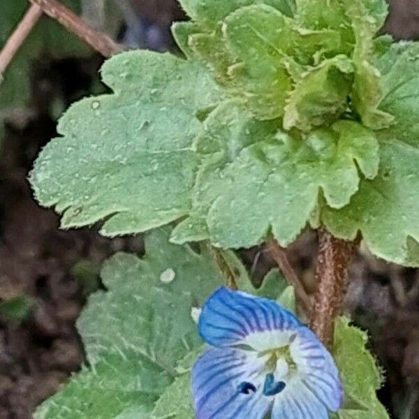 Veronica persica Leaf