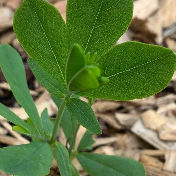 Baptisia australis Frunză