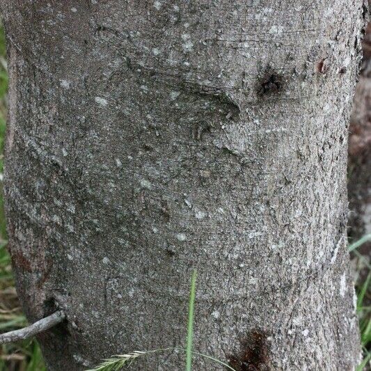 Acacia mearnsii Autre