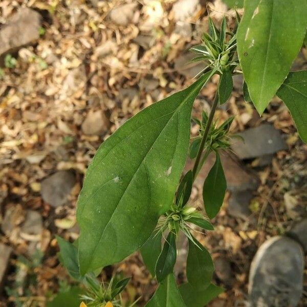 Barleria prionitis Lapas