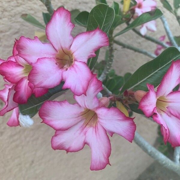 Adenium multiflorum Çiçek