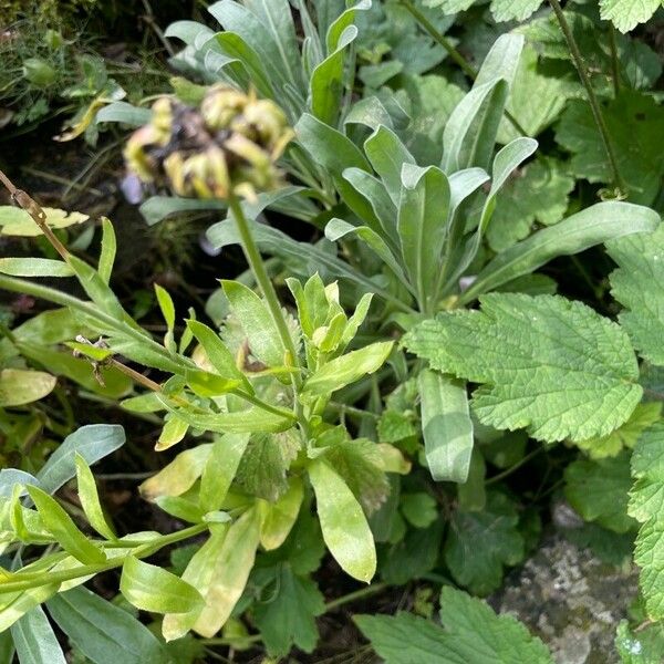 Calendula officinalis 葉