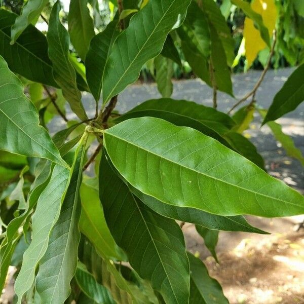Magnolia champaca Deilen