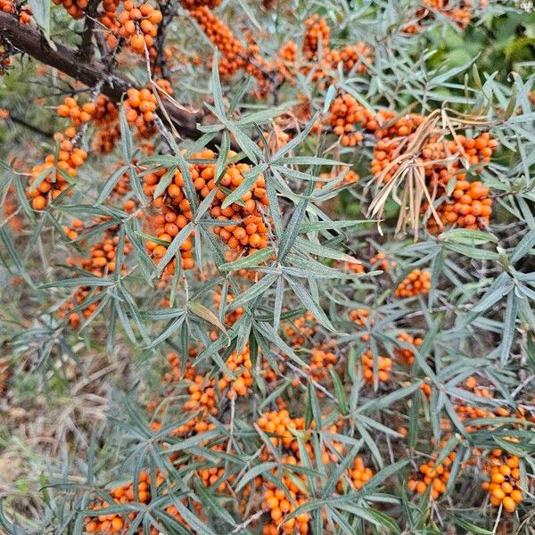 Hippophae rhamnoides Blüte