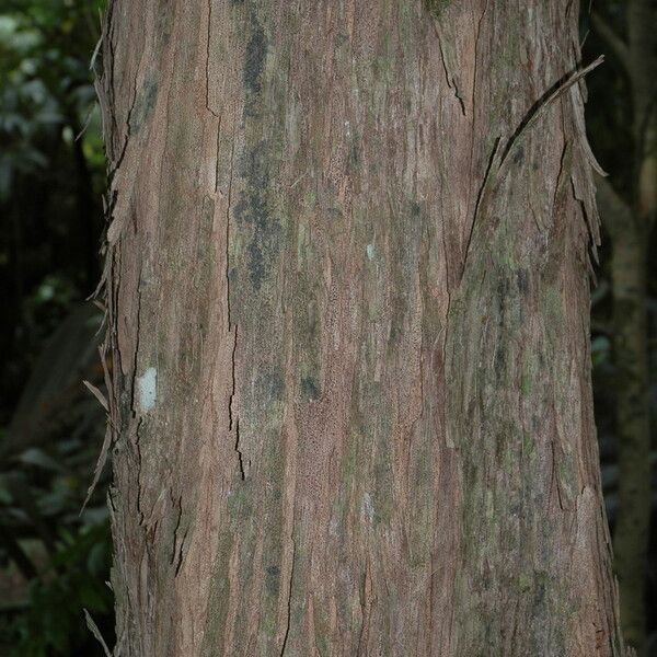 Casuarina equisetifolia Кара