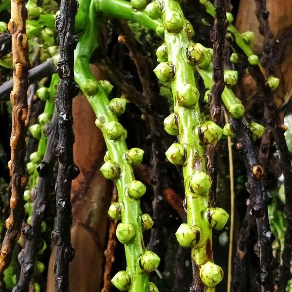 Caryota mitis Fruit