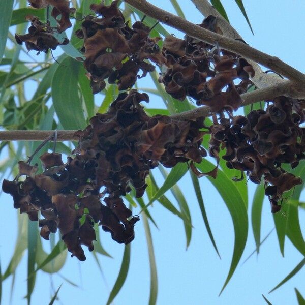 Acacia auriculiformis Fruto