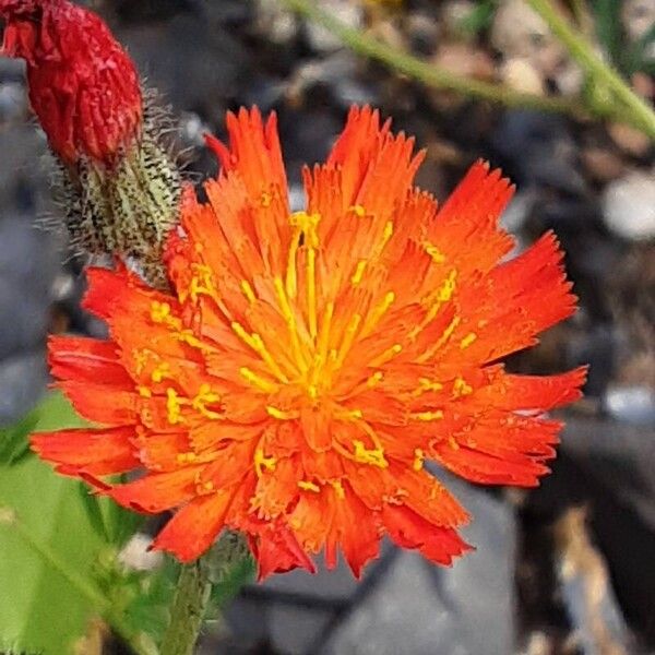 Pilosella aurantiaca Flors