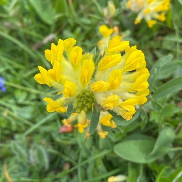 Anthyllis vulneraria Flor