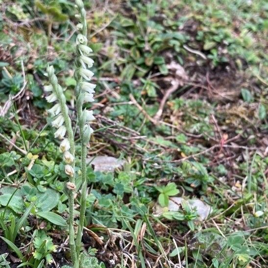 Spiranthes spiralis Costuma