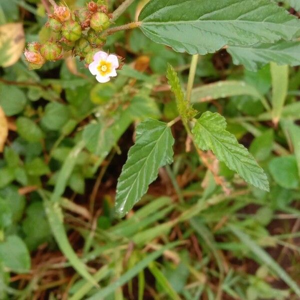 Melochia corchorifolia ফুল