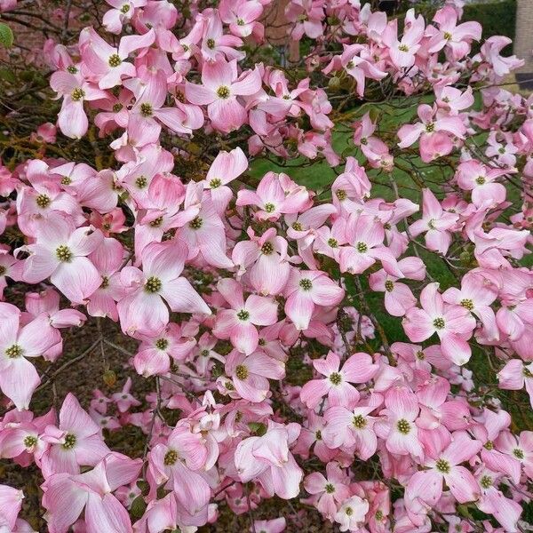 Cornus florida Flor