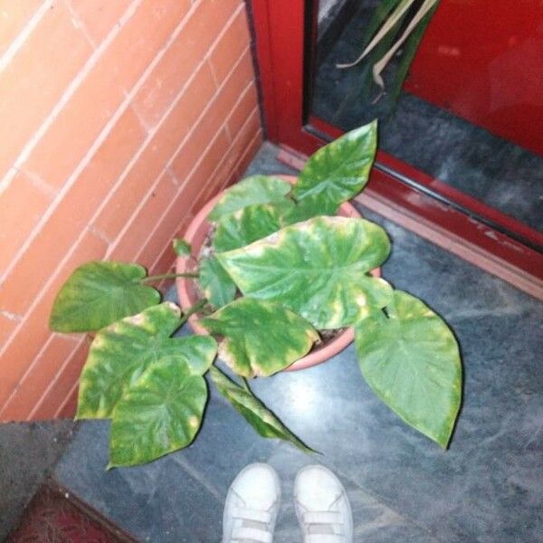 Colocasia esculenta 葉