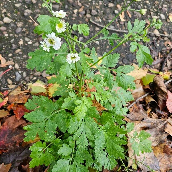 Tanacetum parthenium Habit