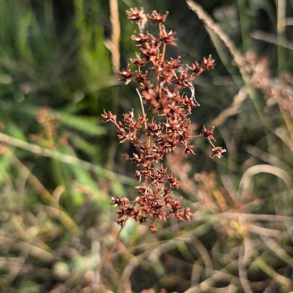 Juncus acutiflorus Fruitua