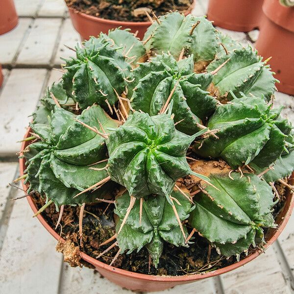 Euphorbia pulvinata Hábitos