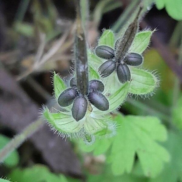 Geranium rotundifolium Frucht