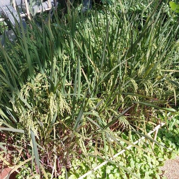 Oryza sativa অন্যান্য