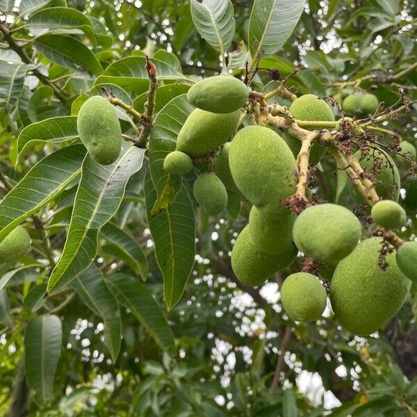 Mangifera indica Ffrwyth