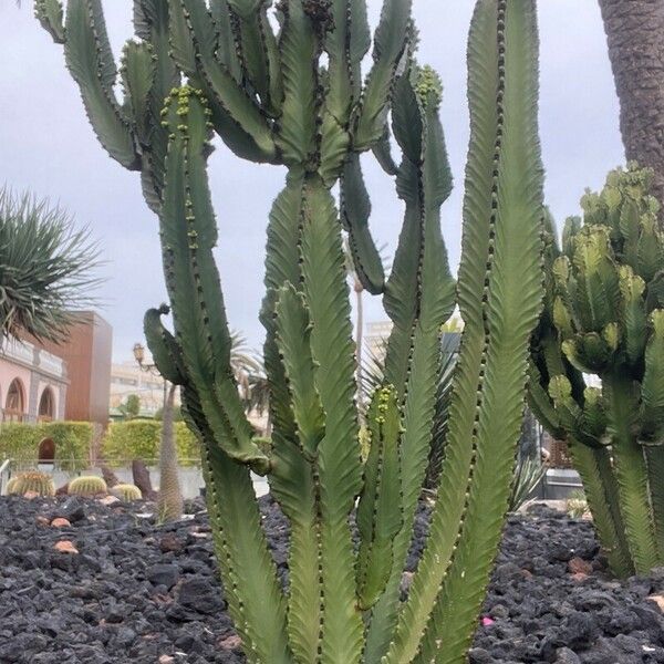 Euphorbia murielii Folha