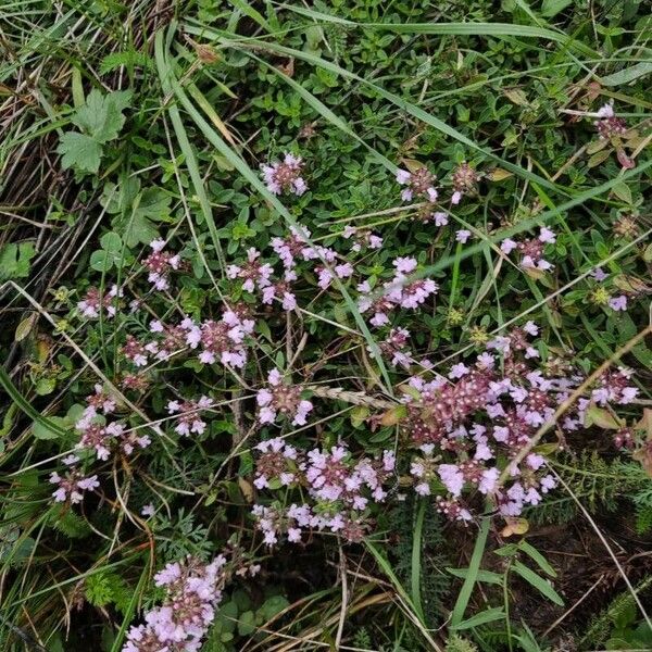 Thymus praecox Fiore