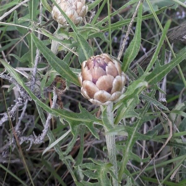 Leuzea conifera Кветка