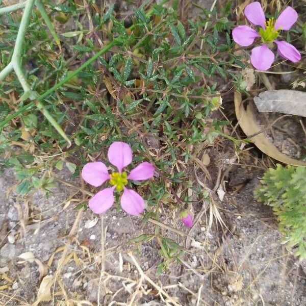 Fagonia cretica Flower