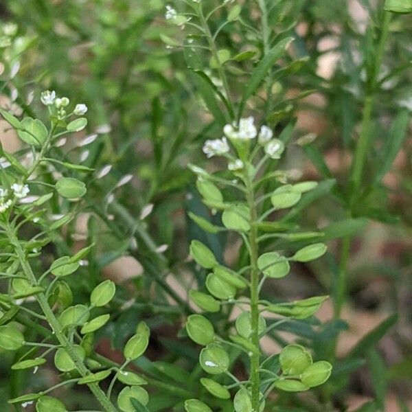 Lepidium virginicum Muu