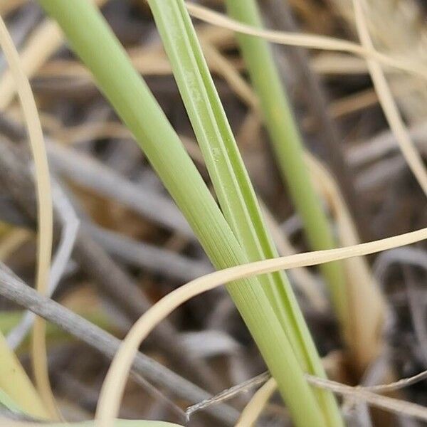 Cyperus conglomeratus पत्ता