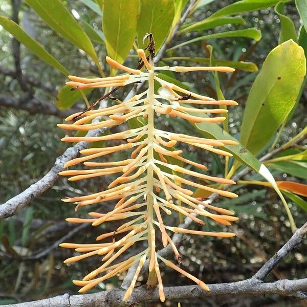 Virotia neurophylla Flower