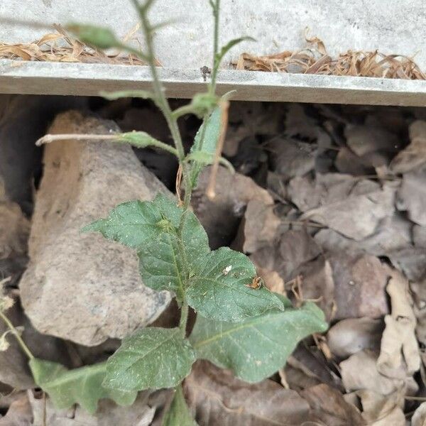 Nicotiana plumbaginifolia Leaf