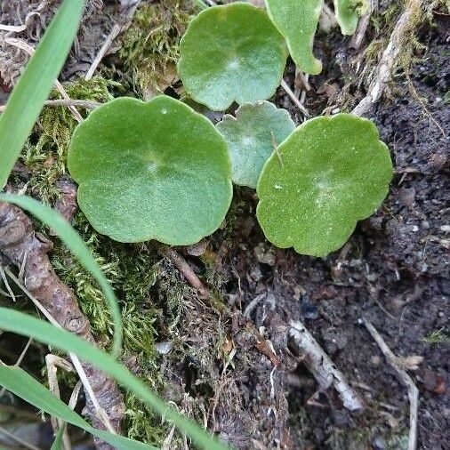 Umbilicus rupestris Hostoa