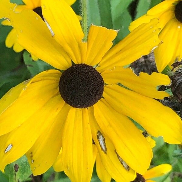 Rudbeckia hirta Flower